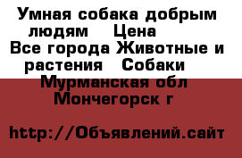 Умная собака добрым людям. › Цена ­ 100 - Все города Животные и растения » Собаки   . Мурманская обл.,Мончегорск г.